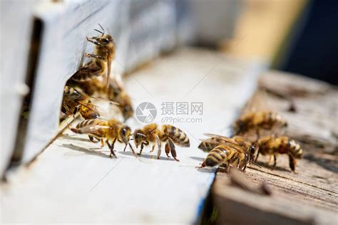 蜜蜂 死 在家里 代表 什么|家里每天早晨或傍晚就会飞进五到十只蜜蜂，并且死在家里。家里。